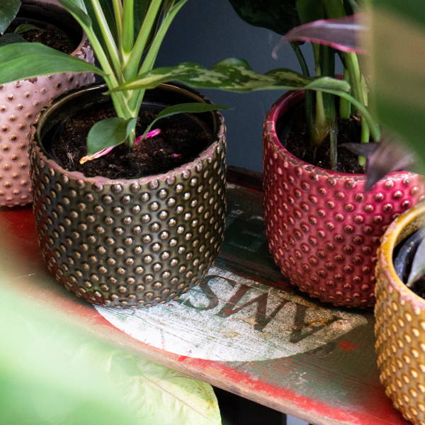 Planten in potten