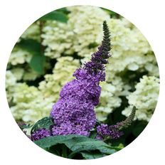 Photo of Pugster® Amethyst Butterfly Bush (Buddleia x)
