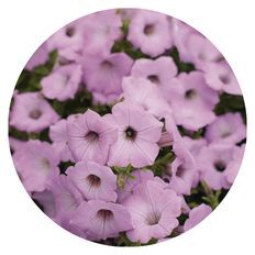 Photo of Supertunia Vista® Cool Jazz™ Petunia