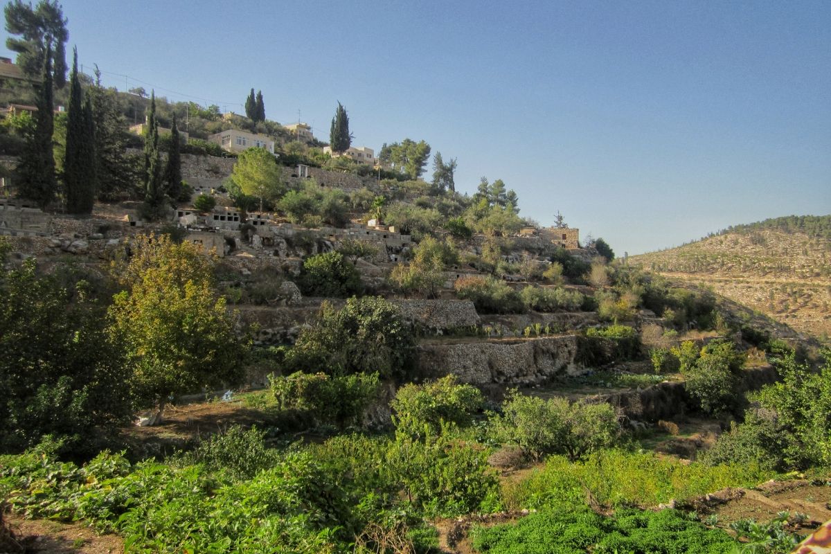 Lush terraced landscape with trees and hills under a clear blue sky.