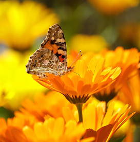 orange-calendula-flowers-butterfly