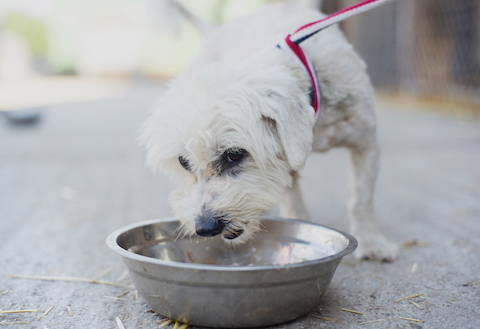 Dog eating food from a bowl