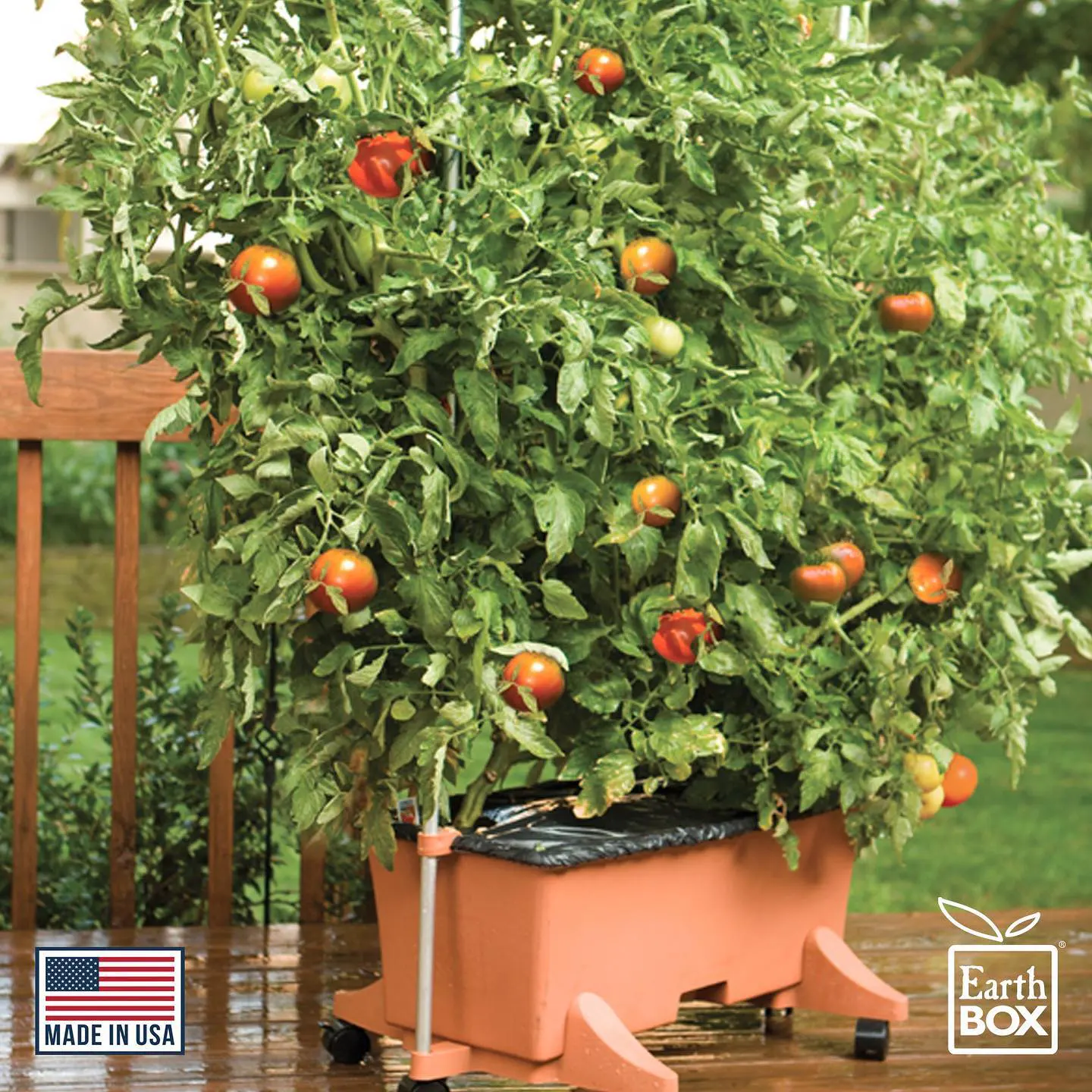 Tomatoes growing in an EarthBox container gardening system with attached trellis