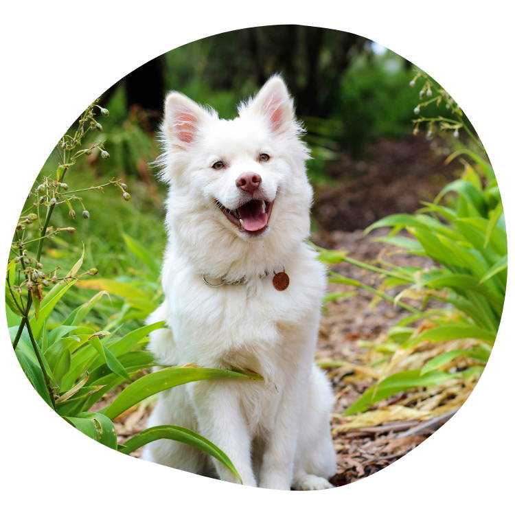 Colon Vital Darmflora Tabeltten: ein Hund sitzt glücklich im Wald 