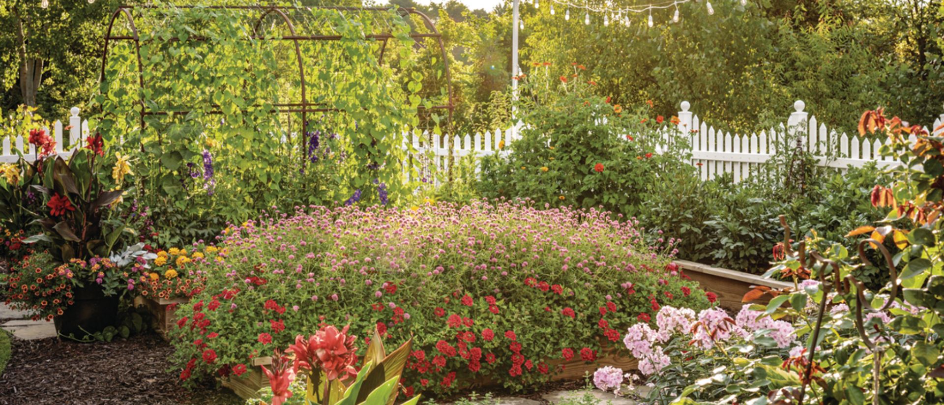 Photo of Truffula™ Pink - Globe Amaranth Backyard Garden