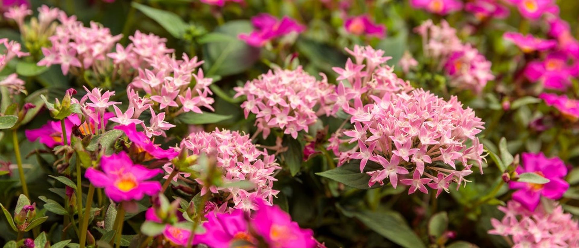 Sunstar® Pink and Mojave® Fuchsia 