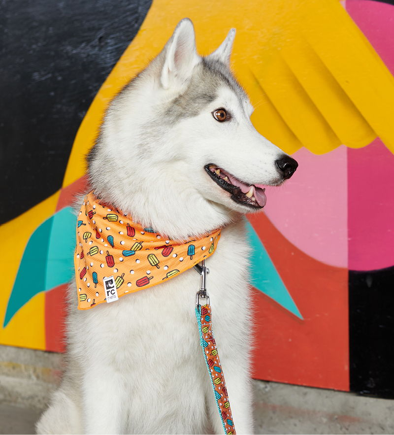 A Siberian Husky wearing a colorful bandana against a vibrant mural background.