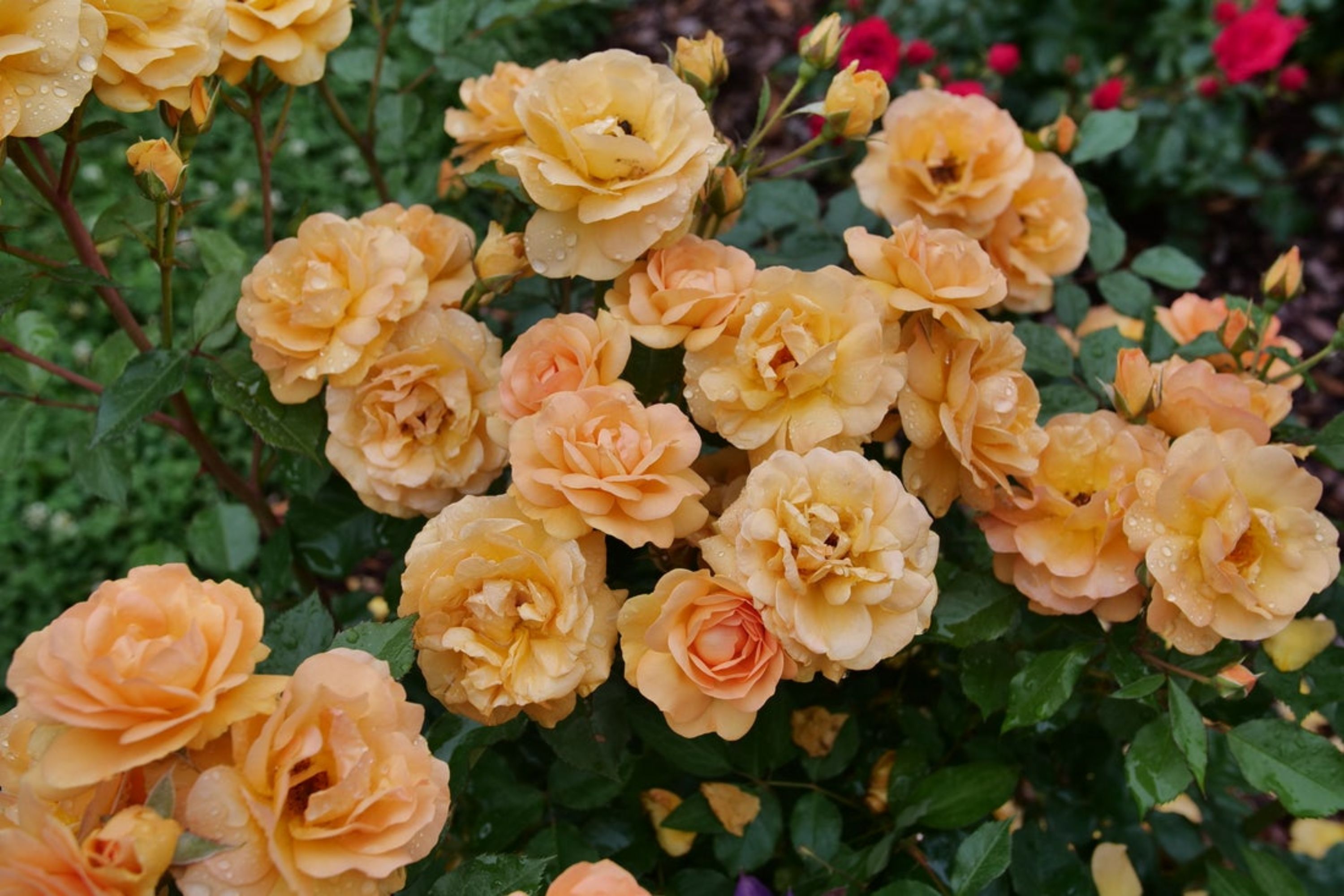 Photo of Reminiscent® Ginger Rose