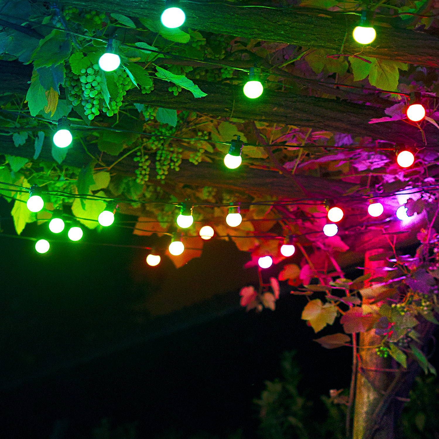 Multicoloured twinkly festoon lights hanging from a pergola.