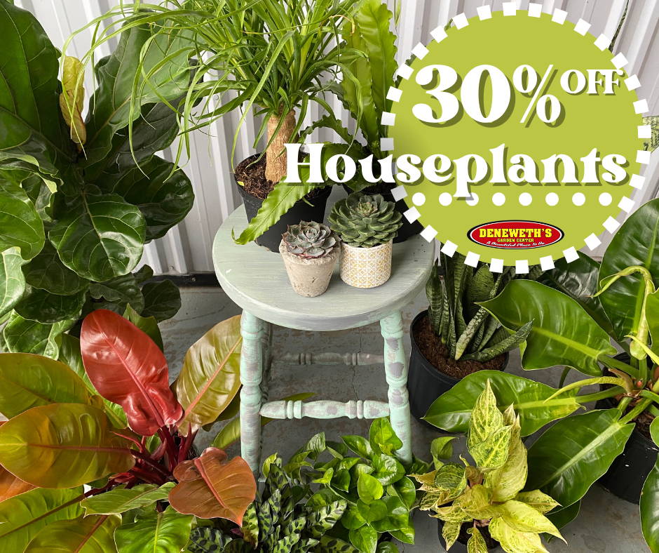 30% off Houseplants