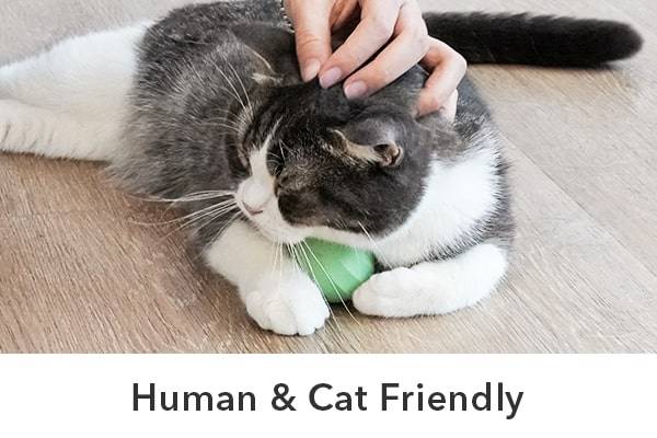 Human & Cat Friendly