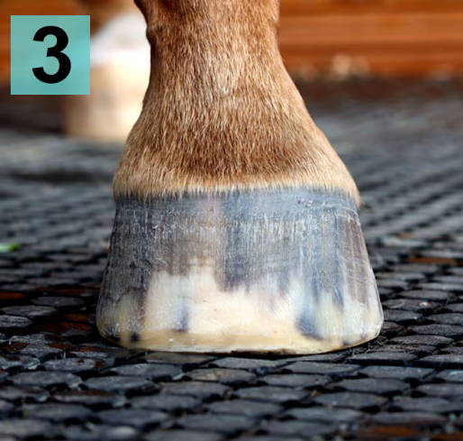 Scootboots sizing barefoot horse for hoof boots front view