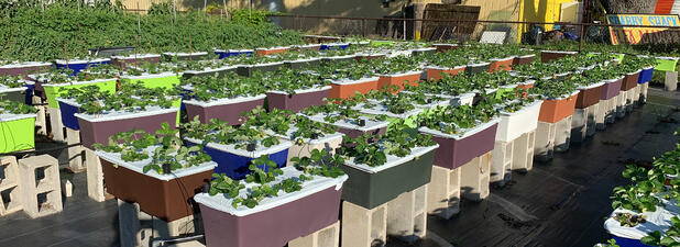 Rows and Rows of EarthBox Strawberries