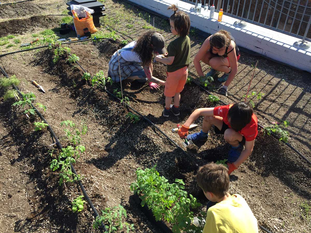 Safety railings and adequate loading is required for volunteers. As shown here, little hands are helpful on the Grame Rooftop Vegetable Garden in Montreal Photo Credit: Grame