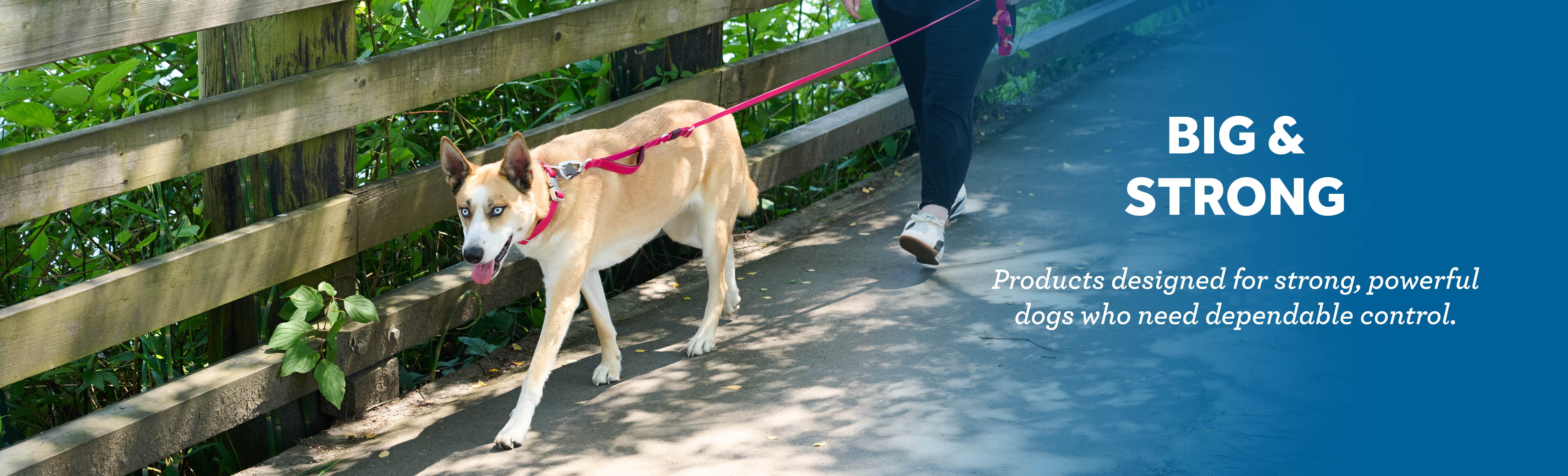 Person walking a dog on a leash near a wooden fence.