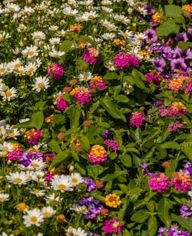 Proven Winners Plants in a garden
