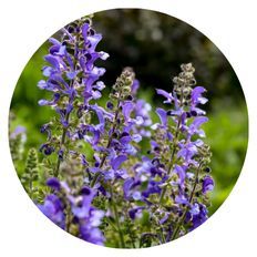 Photo of Living Large® Big Sky Perennial Salvia