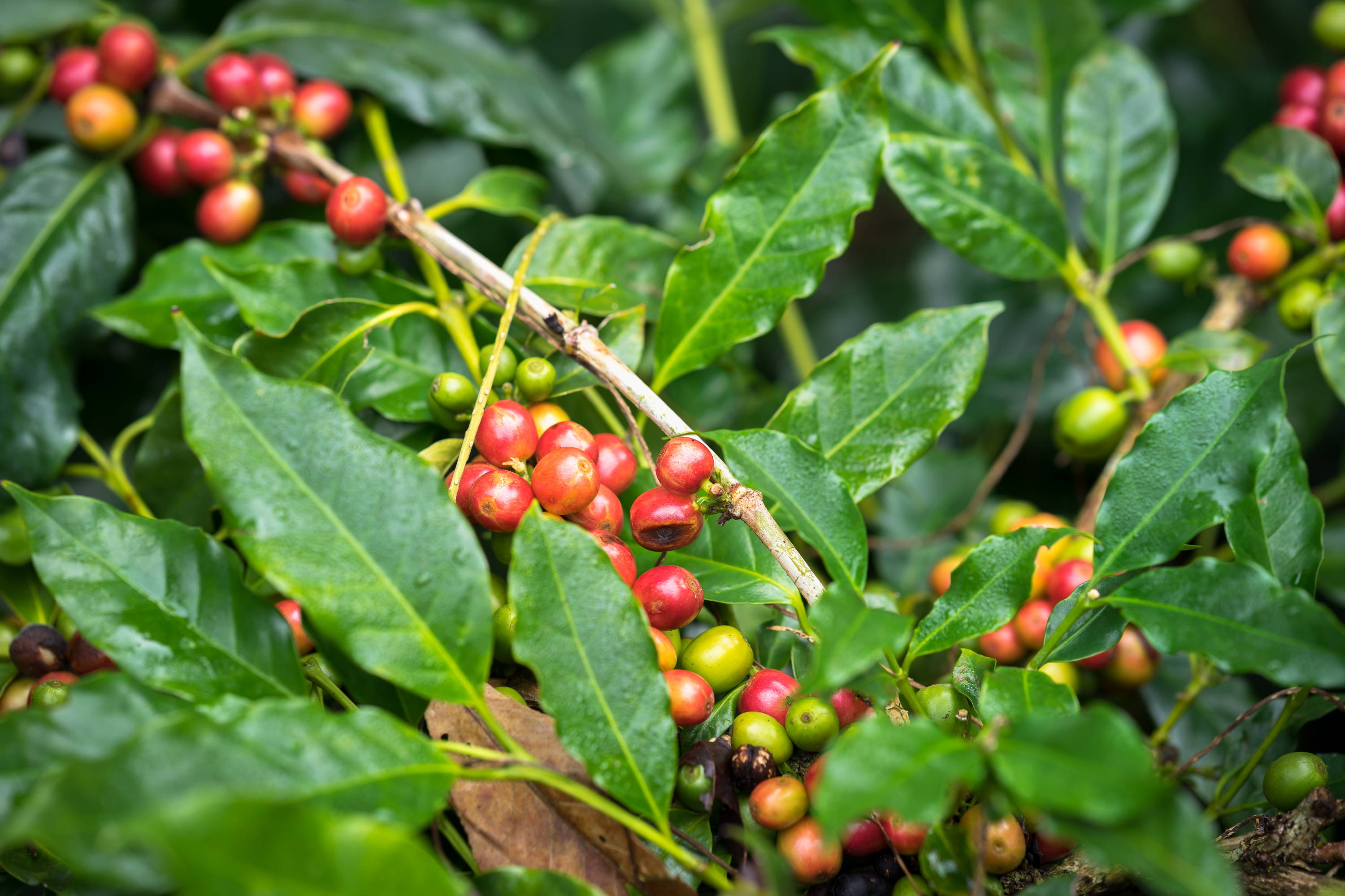 Northern Privet shrub with berries.