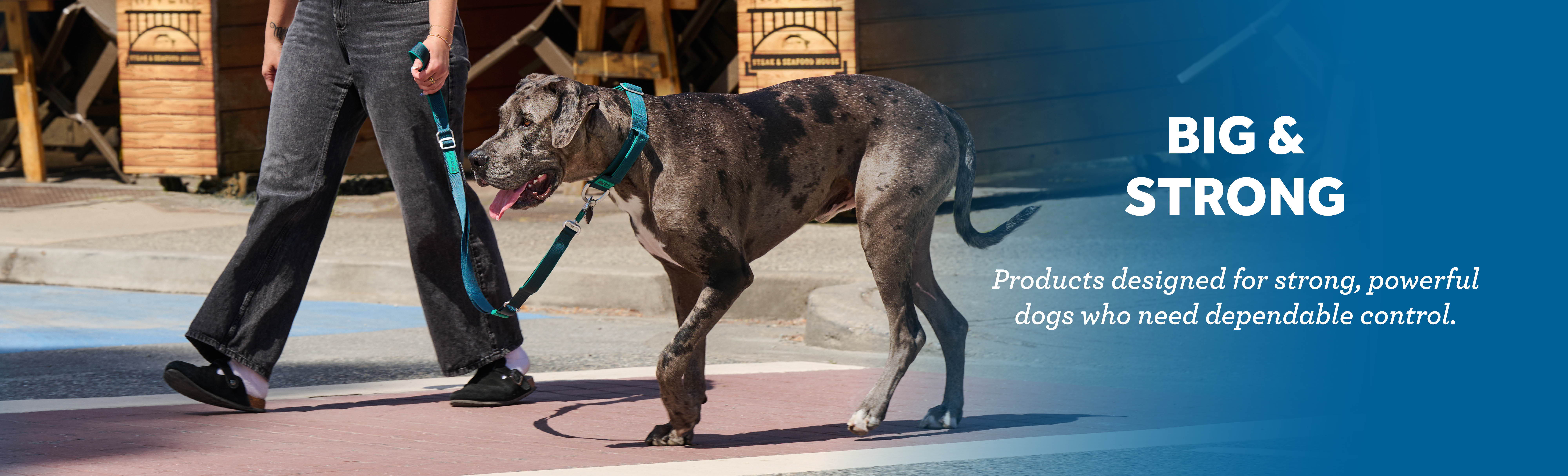 Person walking a large dog with a leash. Text reads 