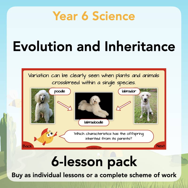 Year 6 Science Curriculum - Evolution and Inheritance