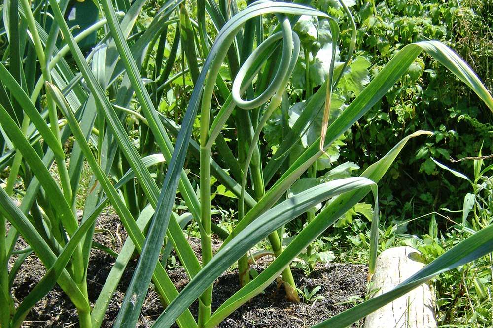 Garlic scapes growing in the garden