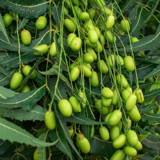 Green fruits hanging from a leafy branch.