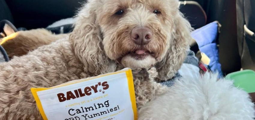 Image of a calm dog sitting, accompanied by our Calming CBD Yummies product.
