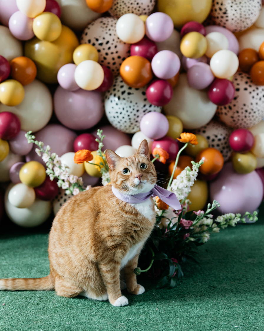 cat-birthday-decorations