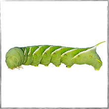 Jump down to Tomato Hornworm
