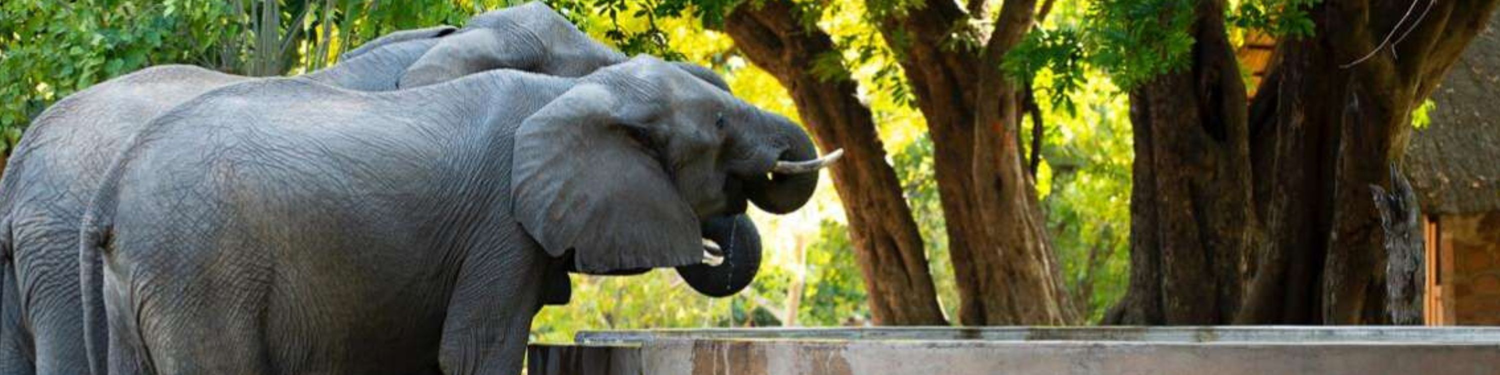 Botswana_Elephants drinking_Bumbusi Wilderness Camp