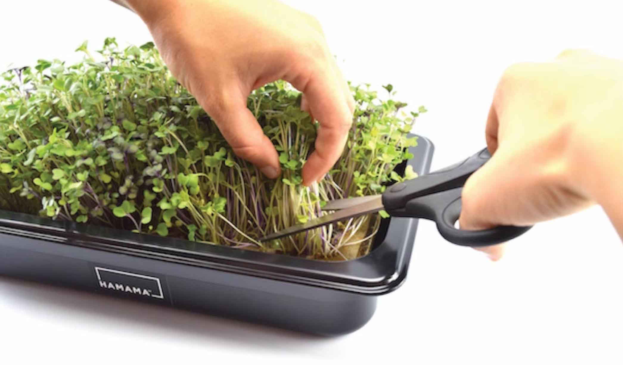 Steps for growing microgreens and micro herbs in a microgreen kit. Harvest fully grown microgreens and micro herbs.