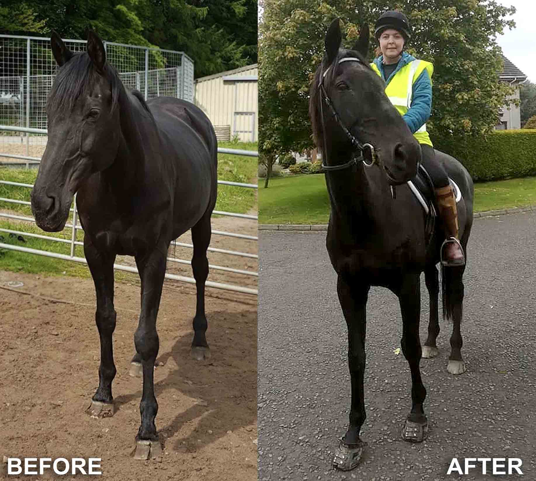 transition your horse to barefoot