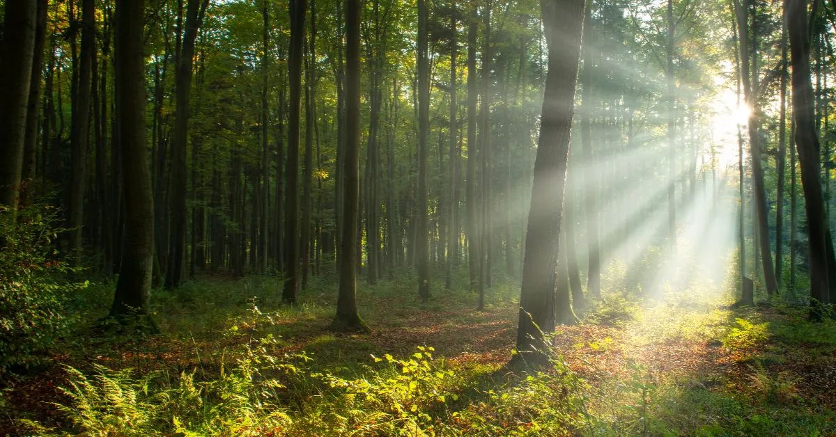 Sunlight streaming through trees in a serene forest setting.
