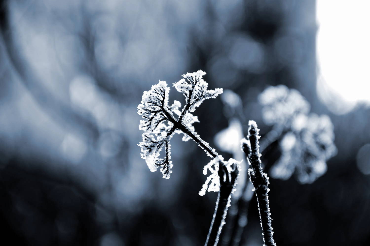 Closeup of ice-covered branches