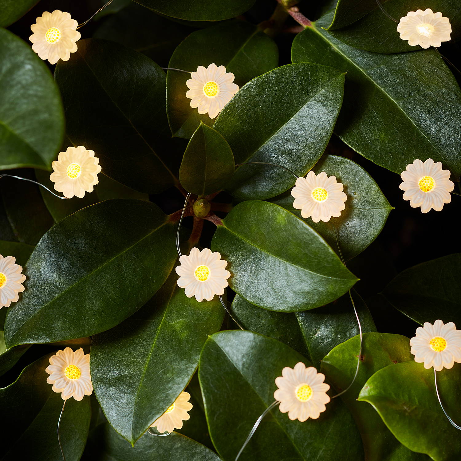 Daisy micro fairy lights illuminated and woven within plant in garden