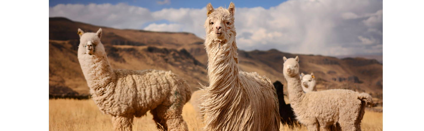 Alpacas on a meadow in the Andes