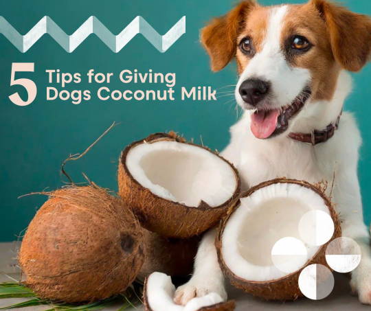 5 Tips for Giving Dogs Coconut Milk