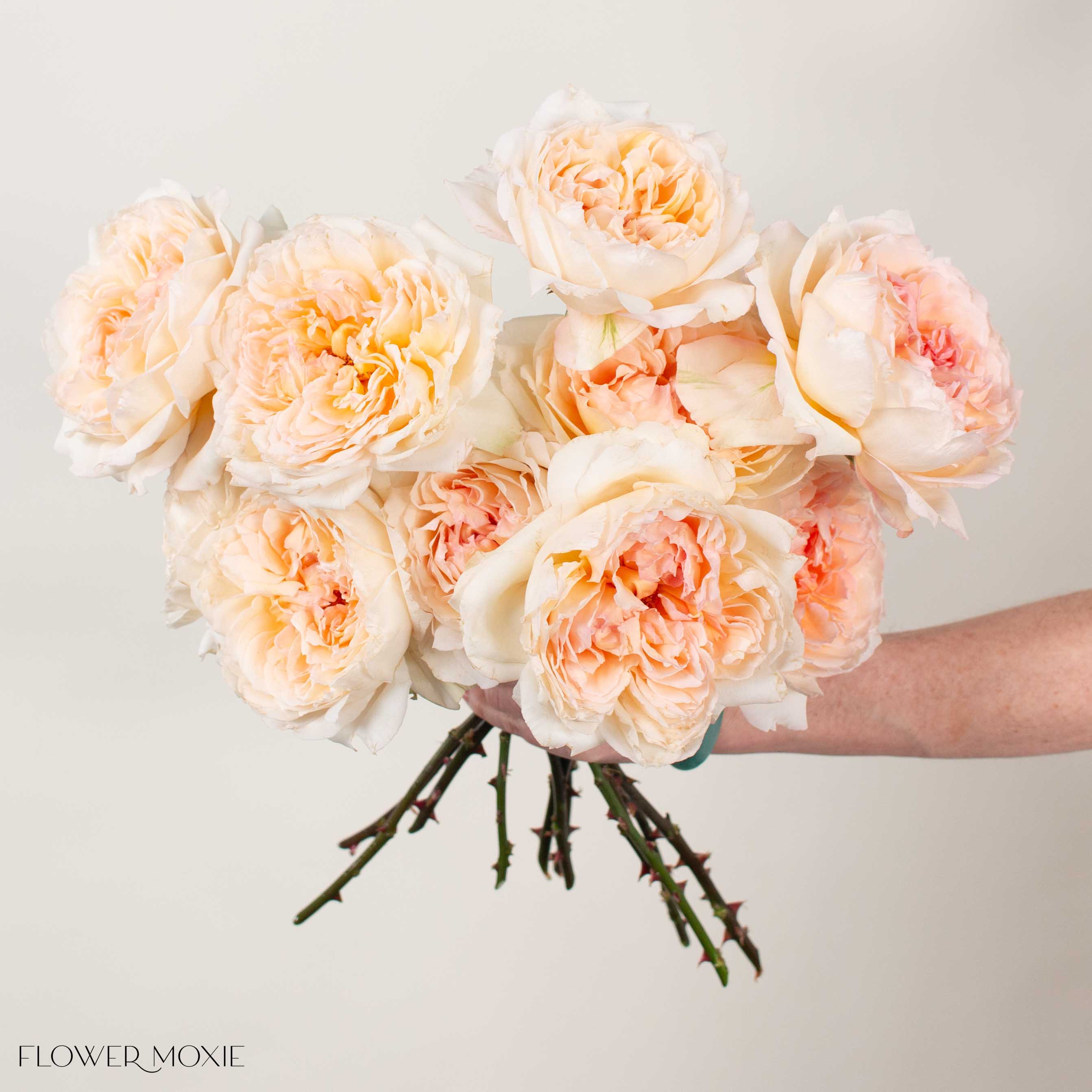 Princess Hollys Hope Garden Rose