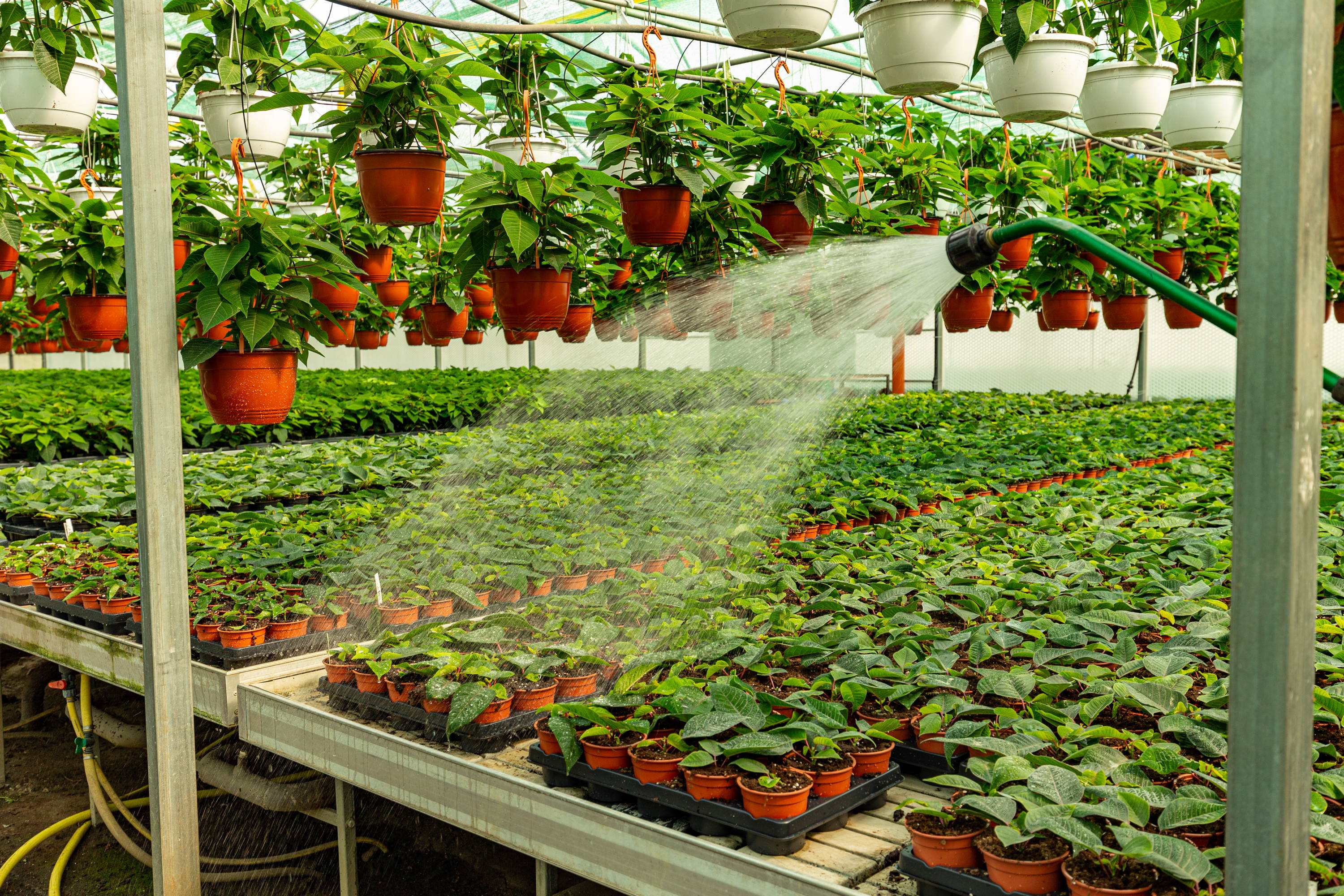 Image of a large commercial grower using clean water on plants.
