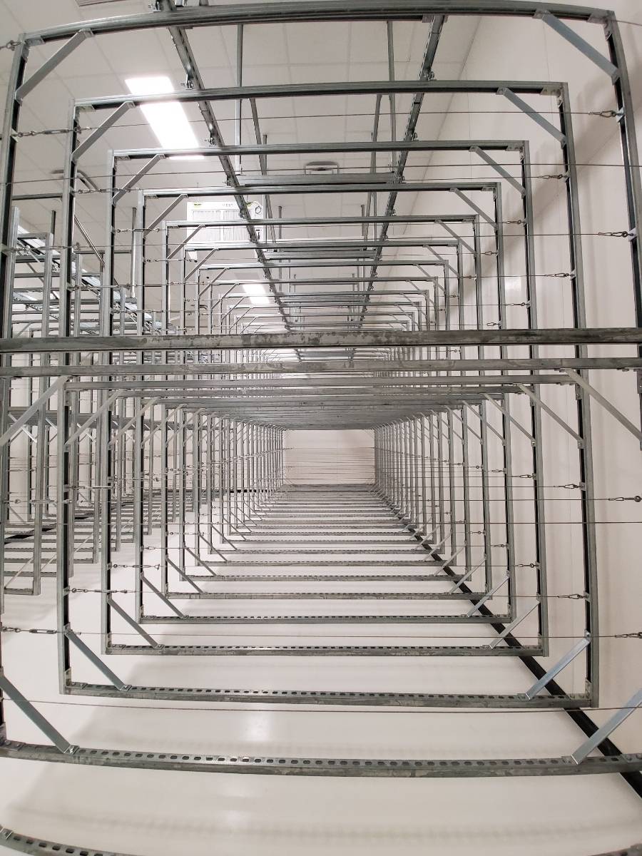 Unistrut cannabis drying rack allows the leaves to be draped over cables to dry in a temperature and humidity controlled room.