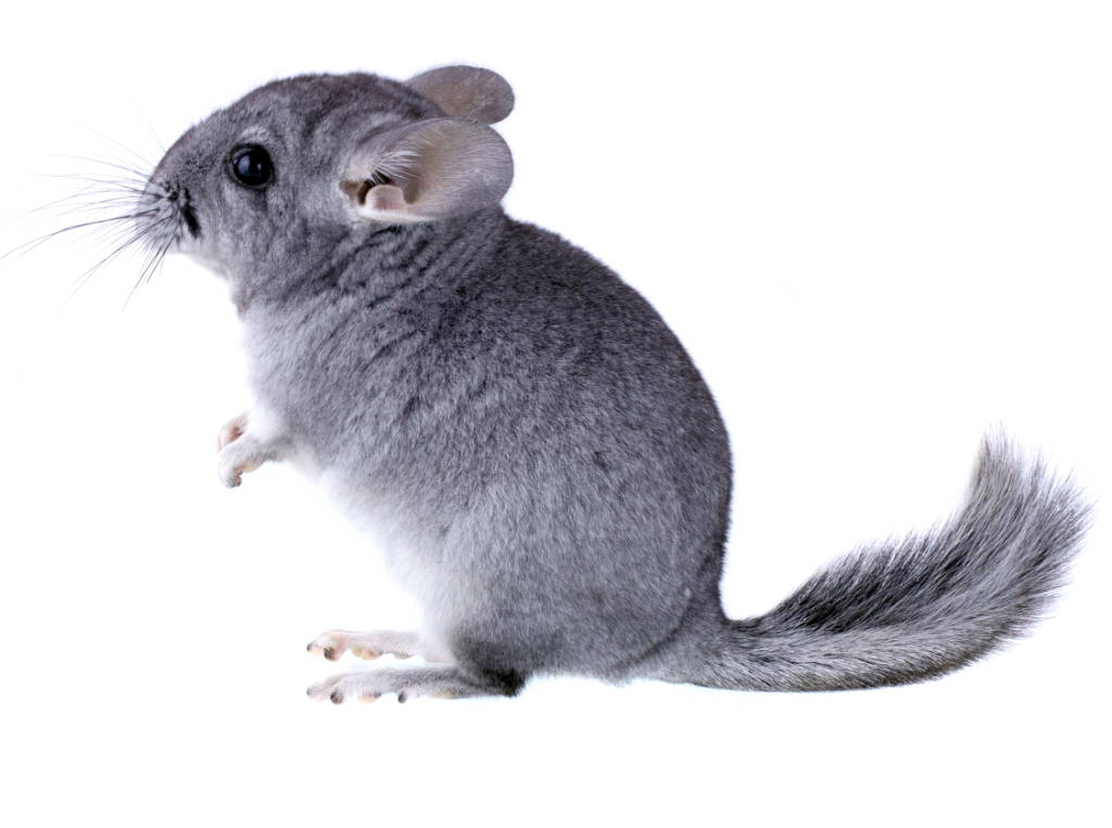 Gray Chinchilla Image