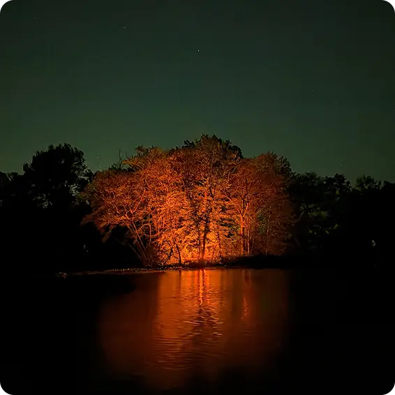 Illuminated tree reflecting in calm water under a starry night sky.