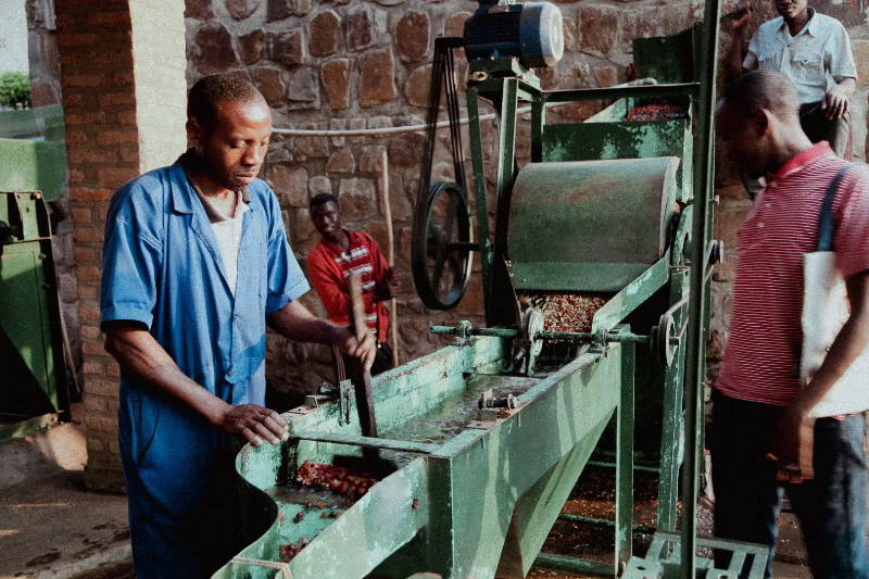 Die Kaffeekirschen werden in der Kooperative Kabila entpulpt