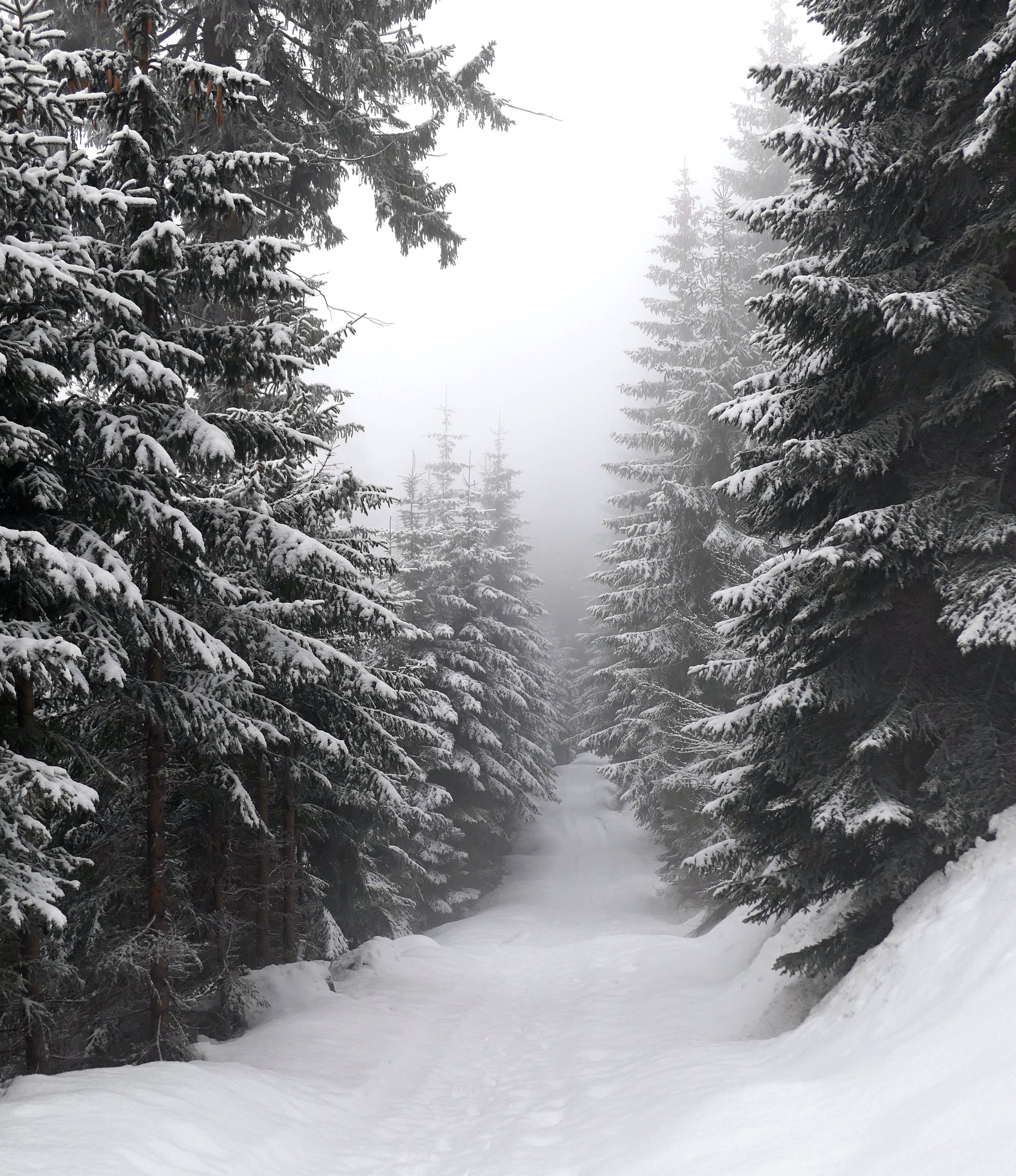 snowy pine forest