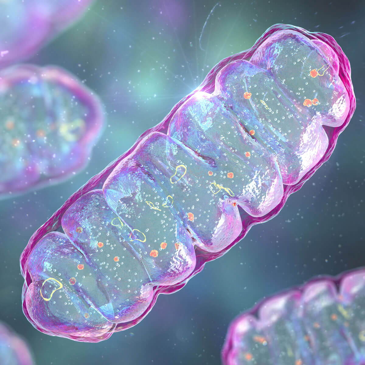 mitochondrial ATP production and energy metabolism