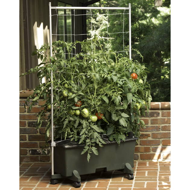 Tomatoes growing in a green EarthBox container gardening system supported by a 5 foot staking system