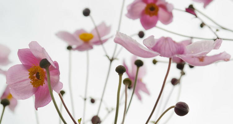 Anemonen