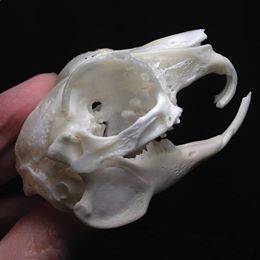 curled teeth on small animal skull Image