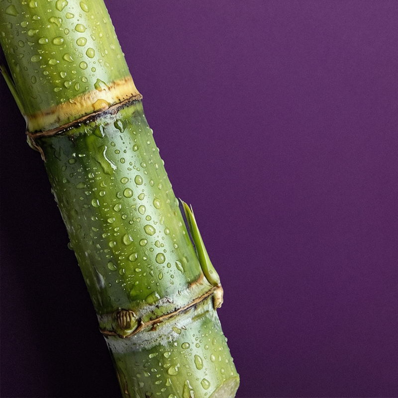 A green bamboo stalk against a purple background, with water droplets.