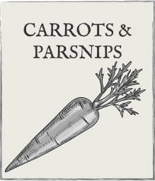Jump down to Carrots & Parsnips growing guide